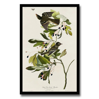 A-Small Green Crested Flycatcher by John J. Audubon