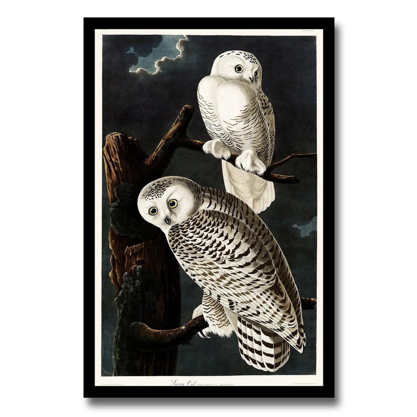 Snowy Owl by John J. Audubon