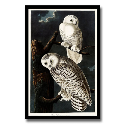 Snowy Owl by John J. Audubon