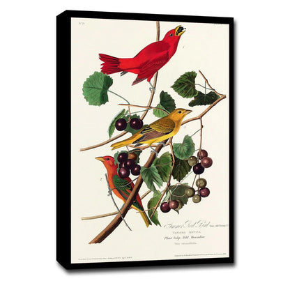 Summer Red Bird by John J. Audubon