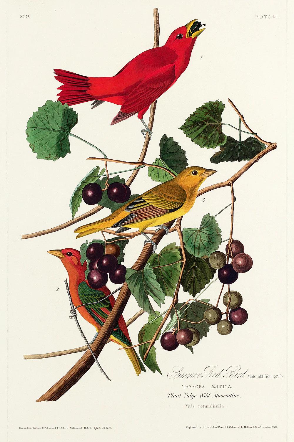 Summer Red Bird by John J. Audubon