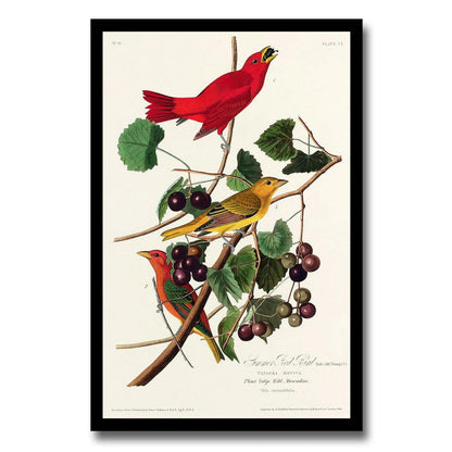 Summer Red Bird by John J. Audubon