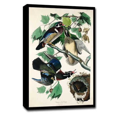 Summer, or Wood Duck by John J. Audubon )