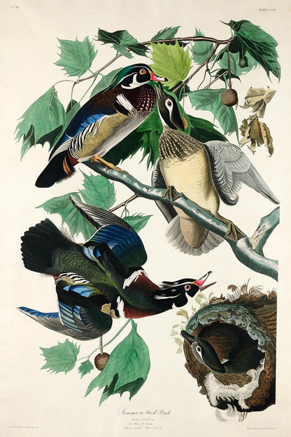 Summer, or Wood Duck by John J. Audubon )