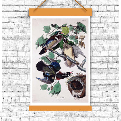 Summer, or Wood Duck by John J. Audubon )