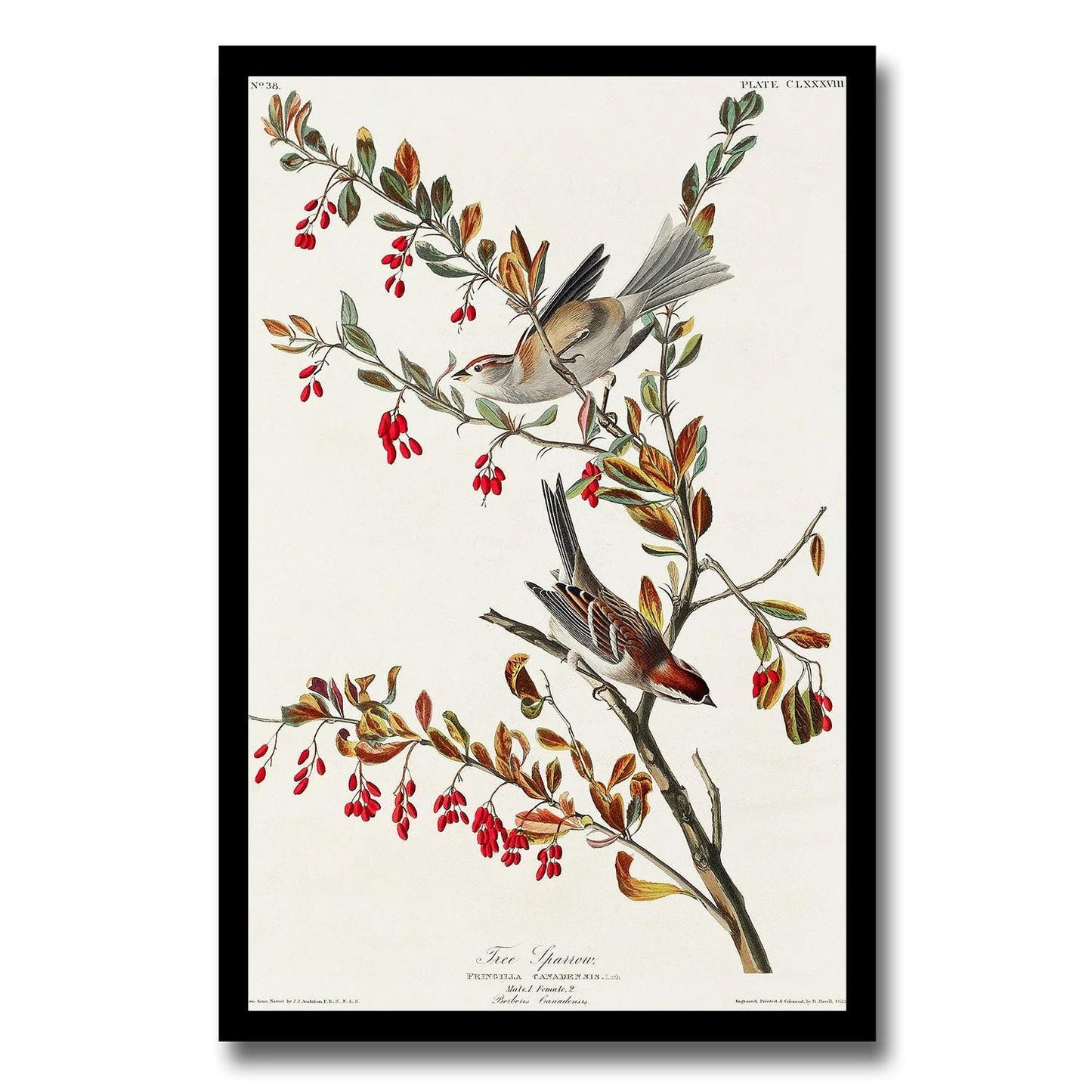 Towee Bunting by John J. Audubon