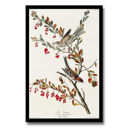 Towee Bunting by John J. Audubon