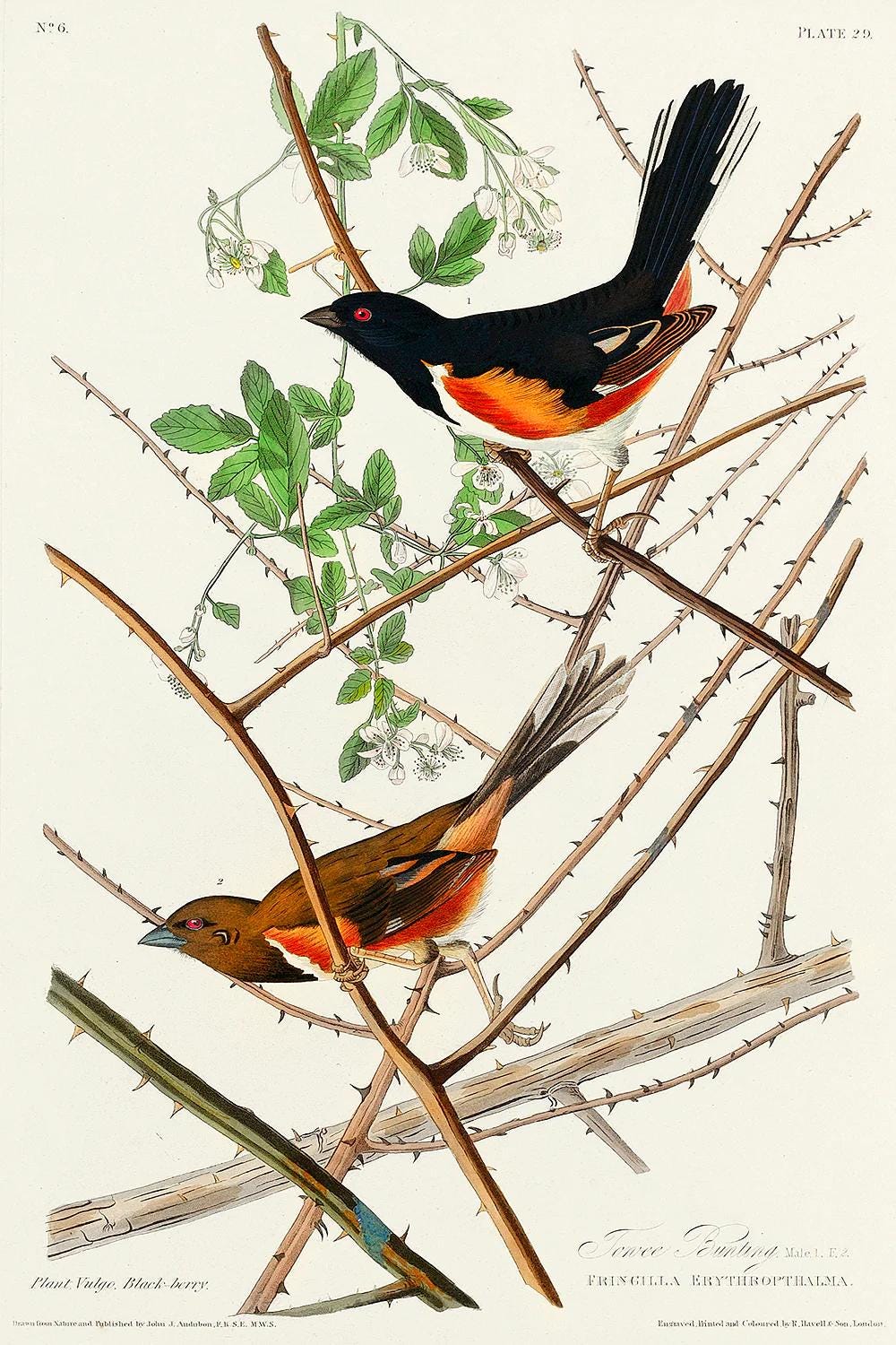 Towee Bunting by John J. Audubon