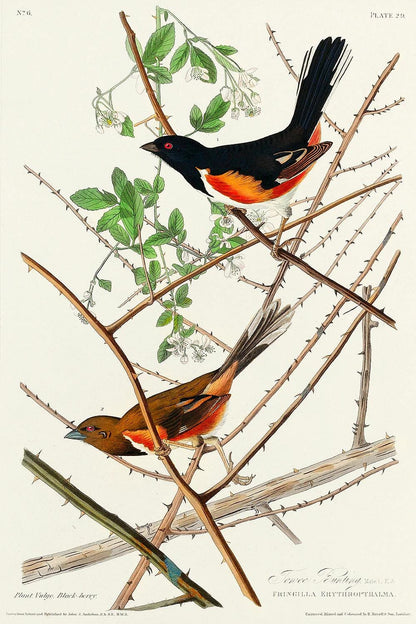 Towee Bunting by John J. Audubon