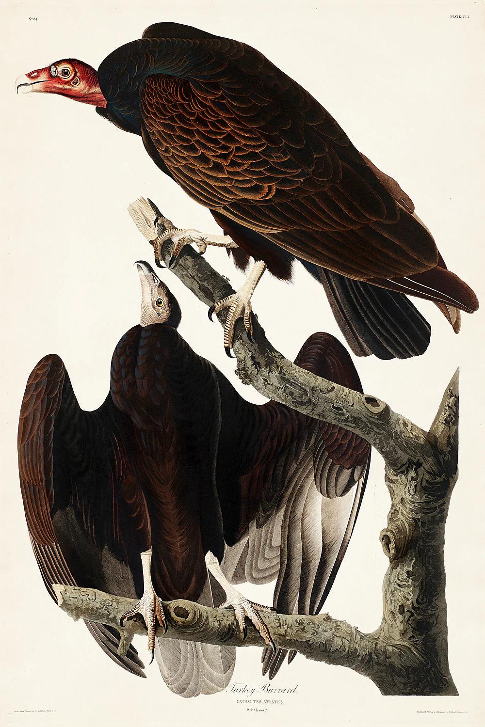 Turkey Buzzard by John J. Audubon