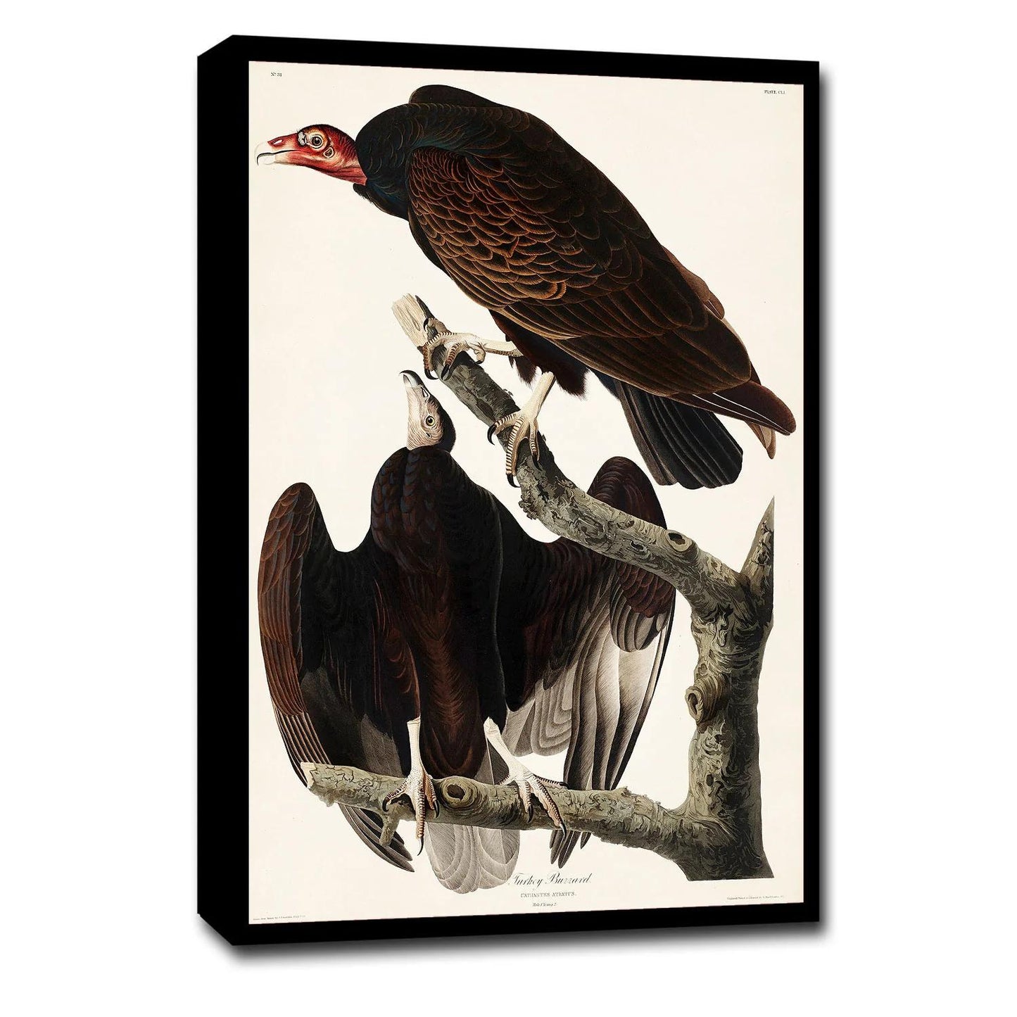 Turkey Buzzard by John J. Audubon