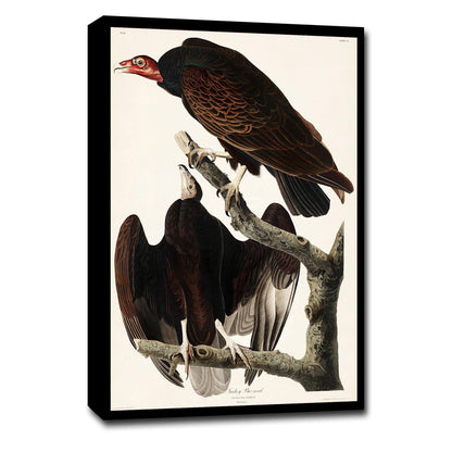Turkey Buzzard by John J. Audubon