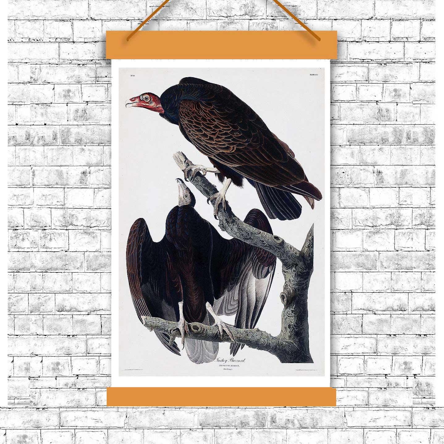 Turkey Buzzard by John J. Audubon