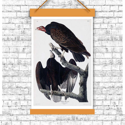 Turkey Buzzard by John J. Audubon