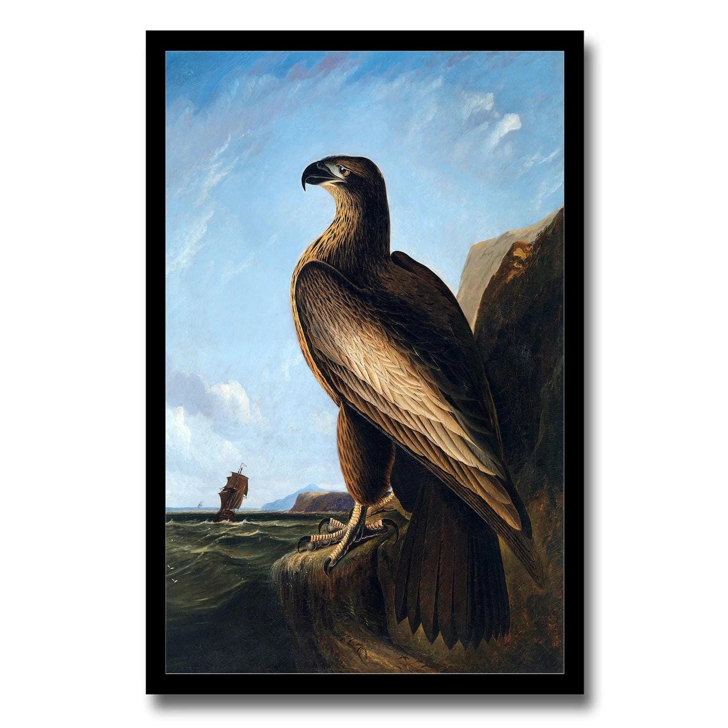 Turkey Buzzard by John J. Audubon