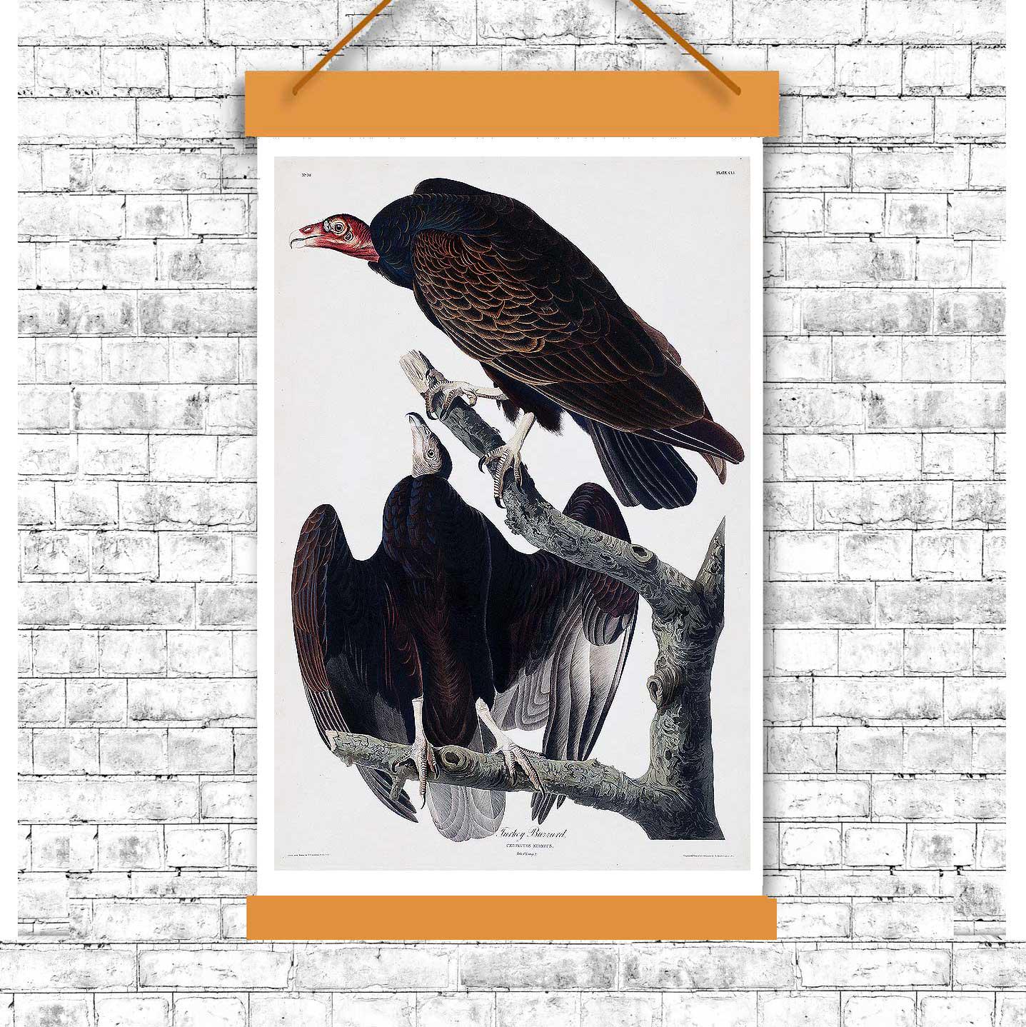 Turkey Buzzard by John J. Audubon