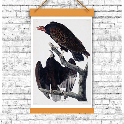 Turkey Buzzard by John J. Audubon