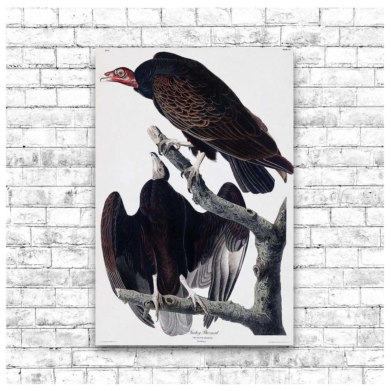 Turkey Buzzard by John J. Audubon