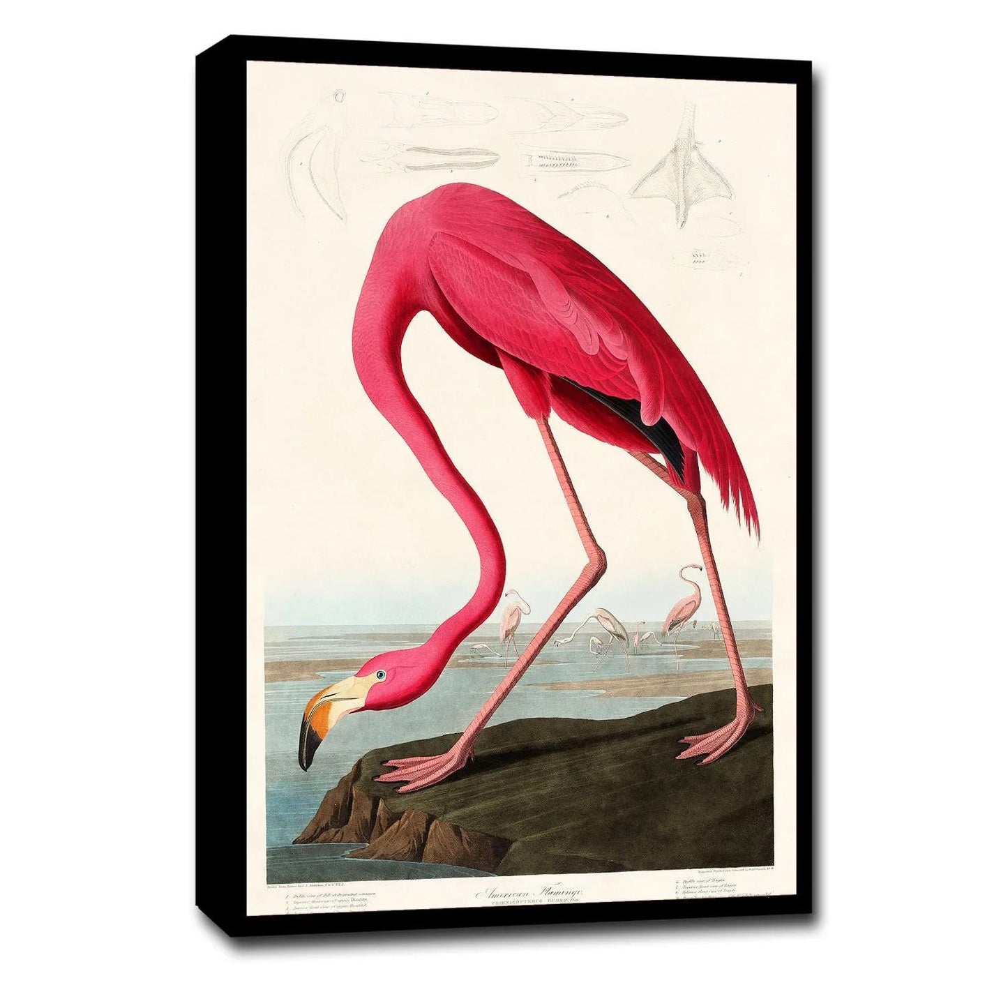 Pink Flamingo by John J. Audubon