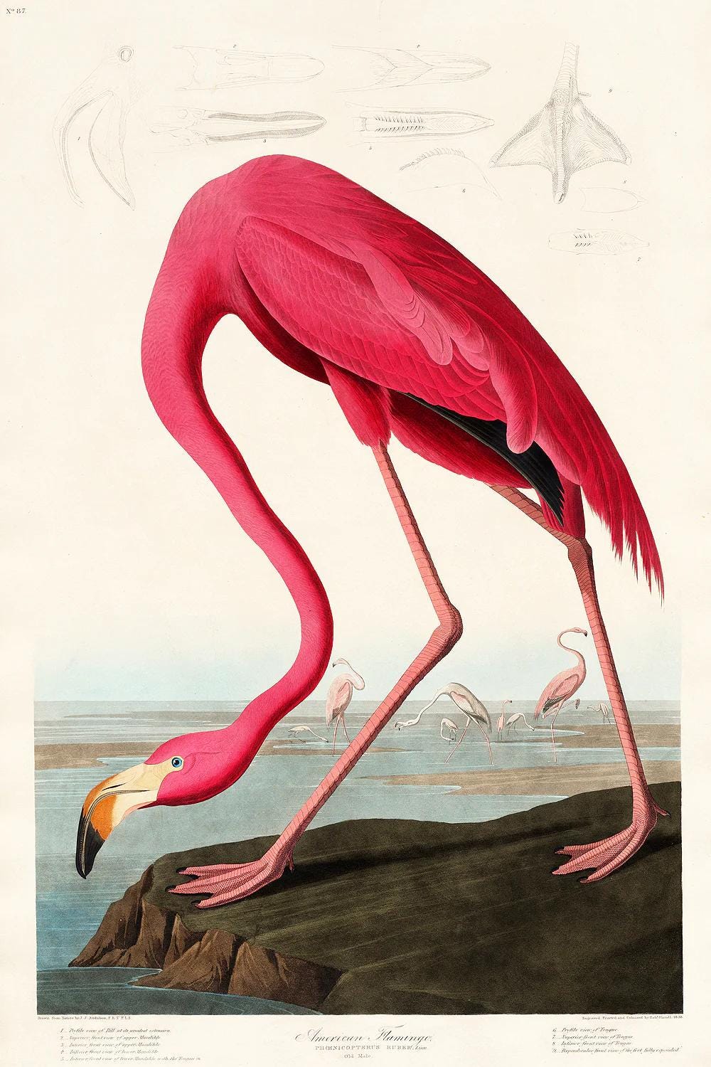Pink Flamingo by John J. Audubon