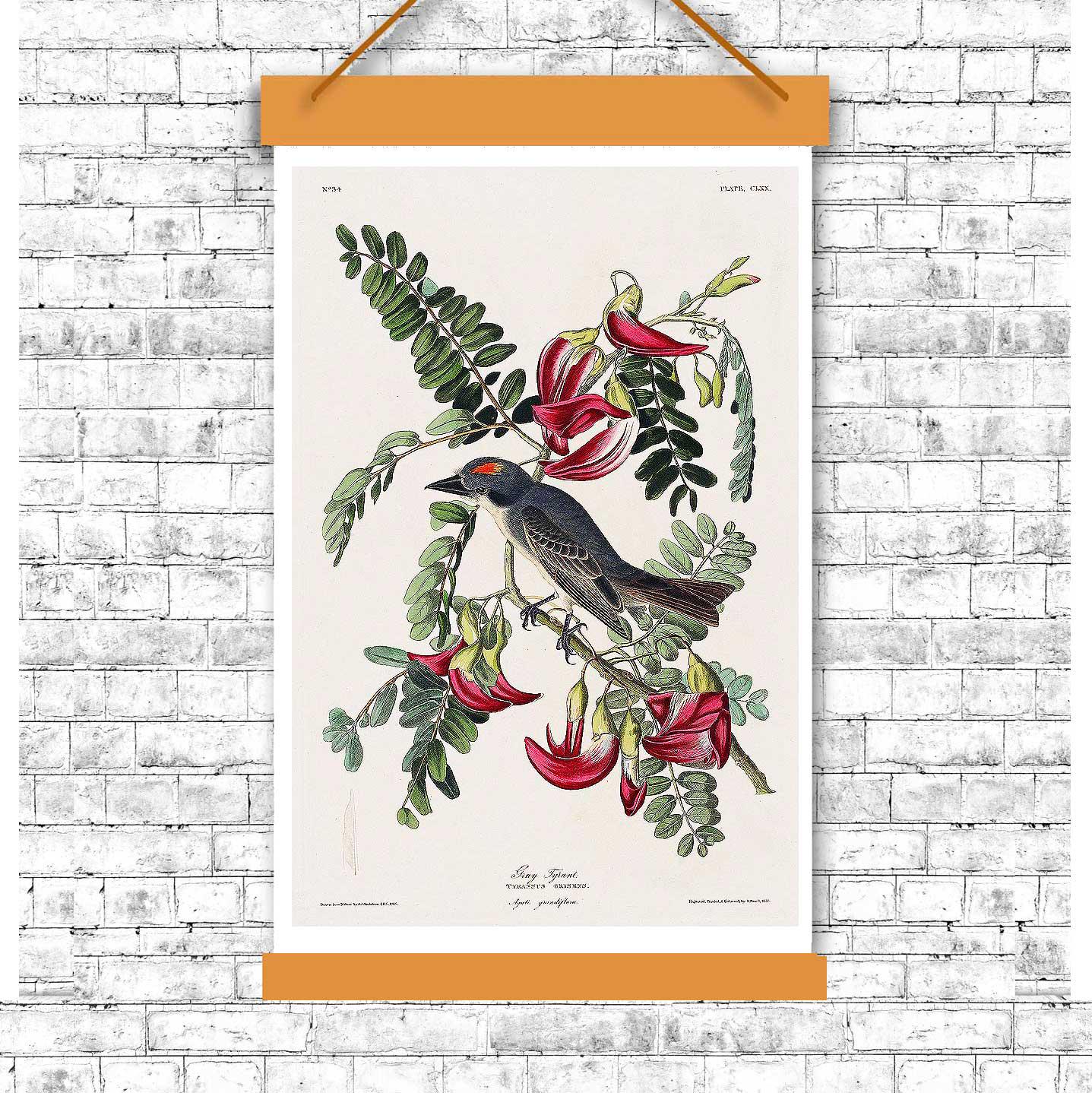 Piping Flycatcher by John J. Audubon