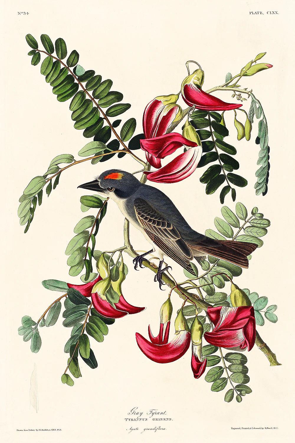 Piping Flycatcher by John J. Audubon