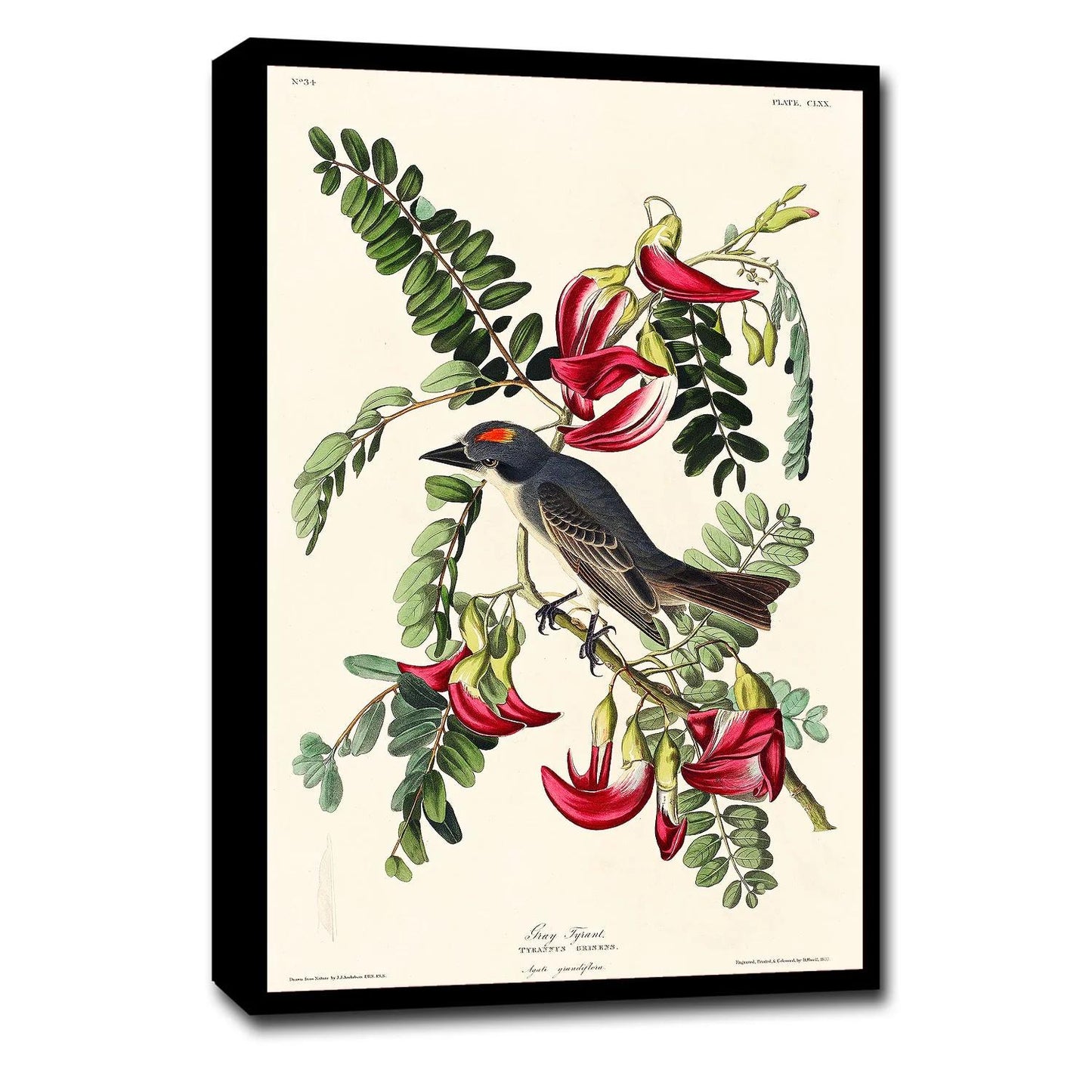 Piping Flycatcher by John J. Audubon