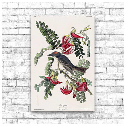 Piping Flycatcher by John J. Audubon