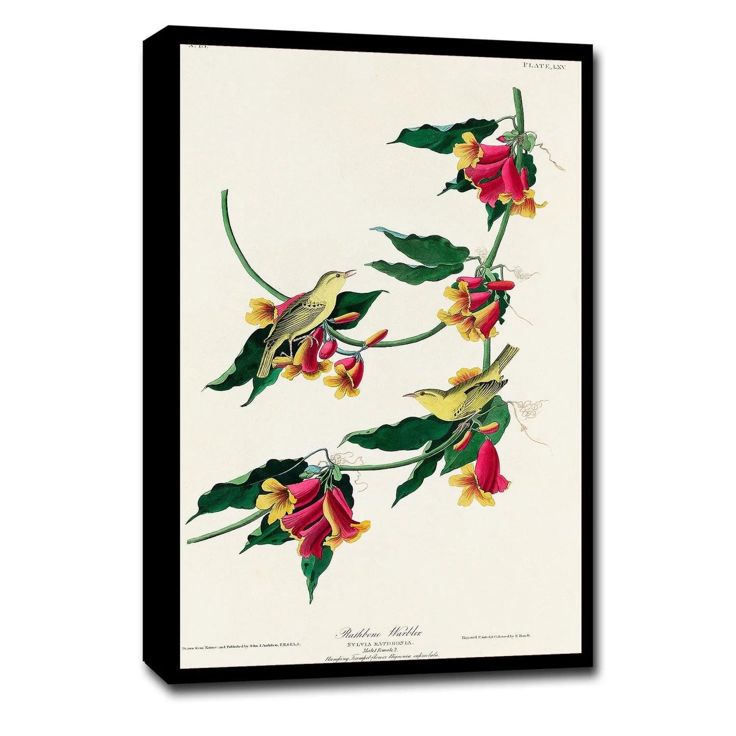 Rathbone Warbler by John J. Audubon