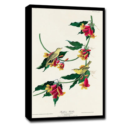 Rathbone Warbler by John J. Audubon