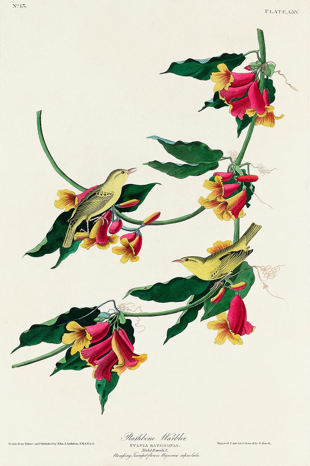 Rathbone Warbler by John J. Audubon
