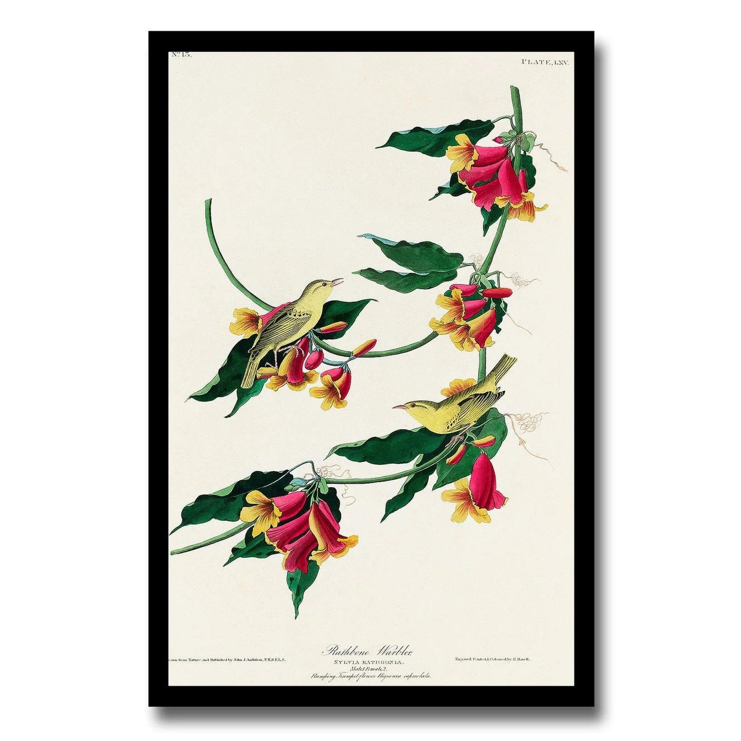 Rathbone Warbler by John J. Audubon