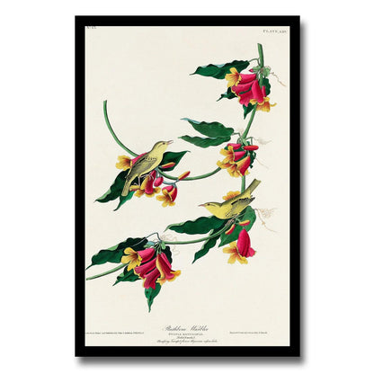 Rathbone Warbler by John J. Audubon