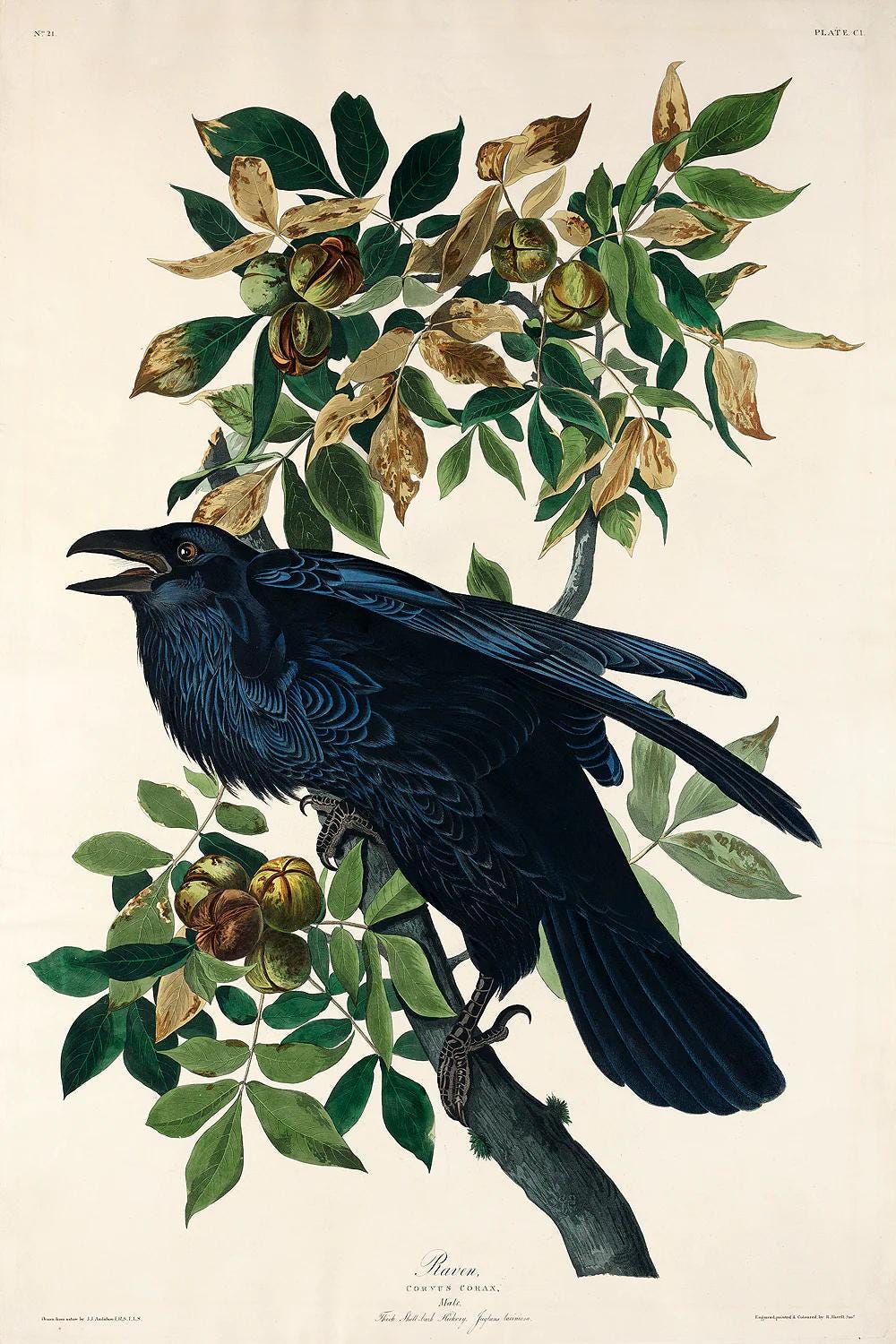 Raven by John J. Audubon