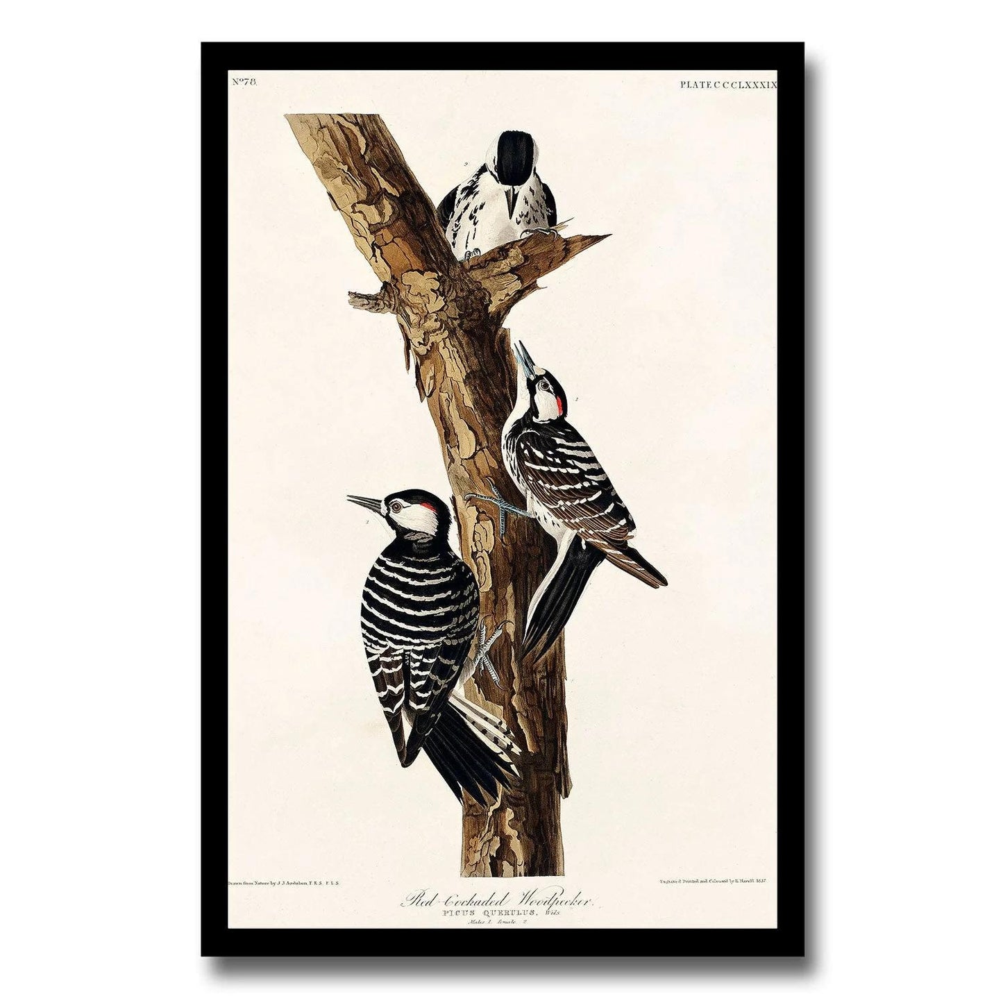 Raven by John J. Audubon