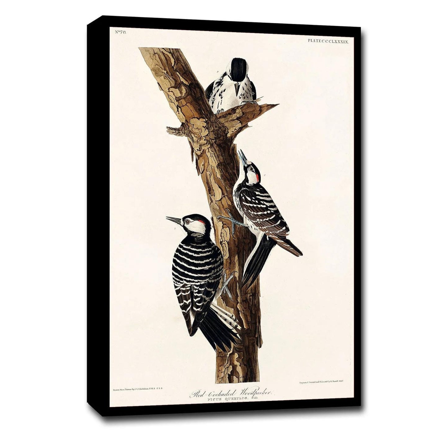Red-Cockaded Woodpecker by John J. Audubon