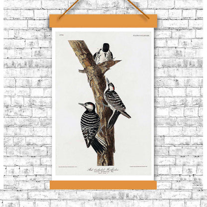 Red-Cockaded Woodpecker by John J. Audubon