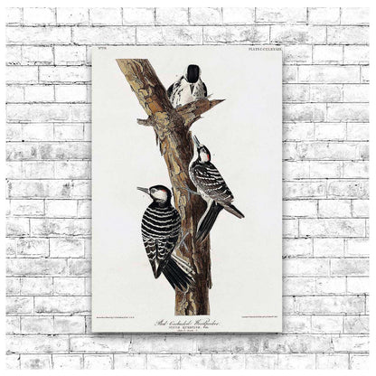 Red-Cockaded Woodpecker by John J. Audubon