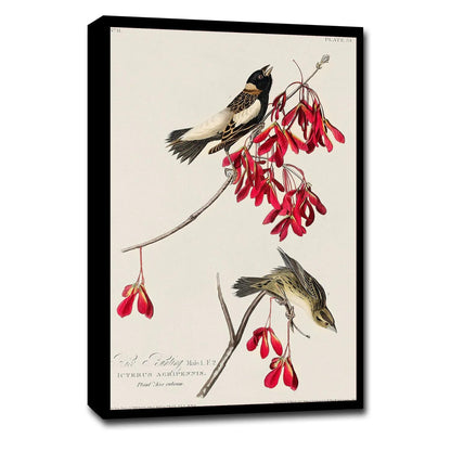 Rice Bird by John J. Audubon