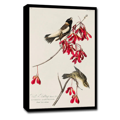 Rice Bird by John J. Audubon