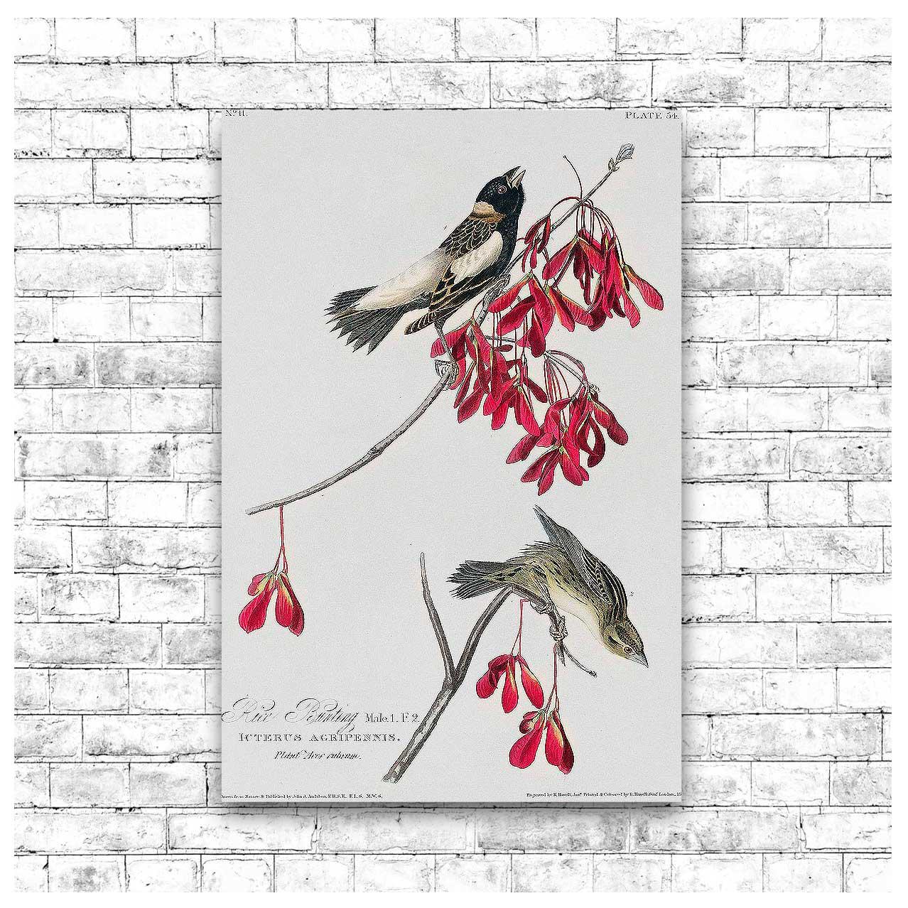 Rice Bird by John J. Audubon