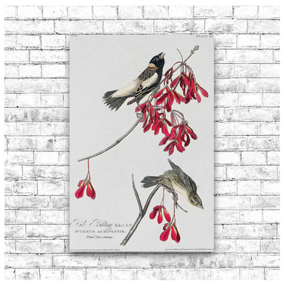 Rice Bird by John J. Audubon