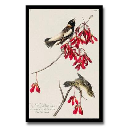 Rice Bird by John J. Audubon