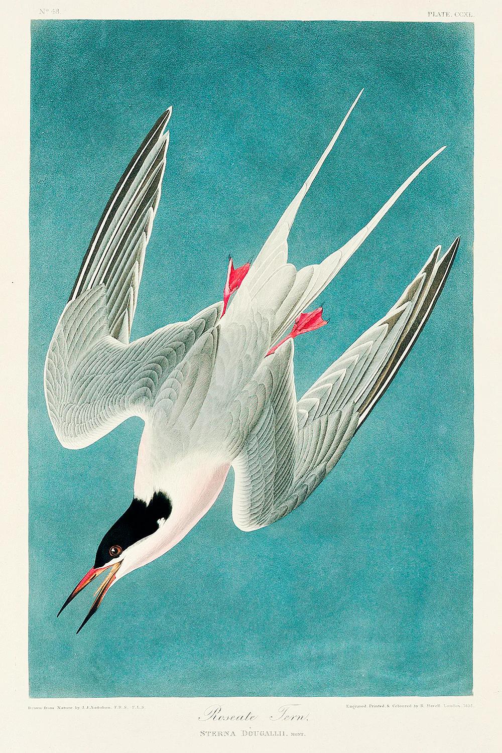 Roseate Tern by John J. Audubon