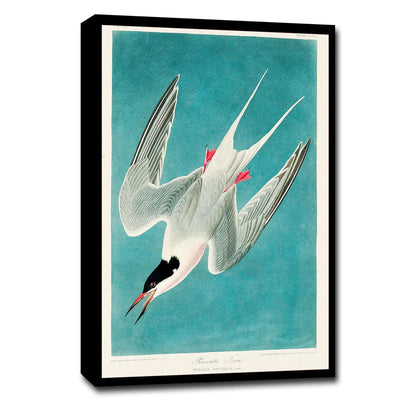 Roseate Tern by John J. Audubon