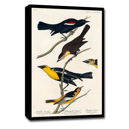 Nuttall's Starling More by John J. Audubon
