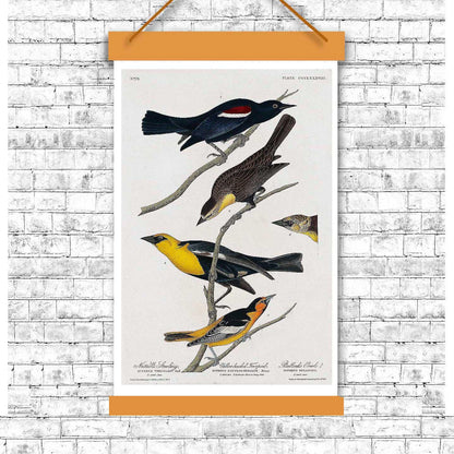 Nuttall's Starling More by John J. Audubon