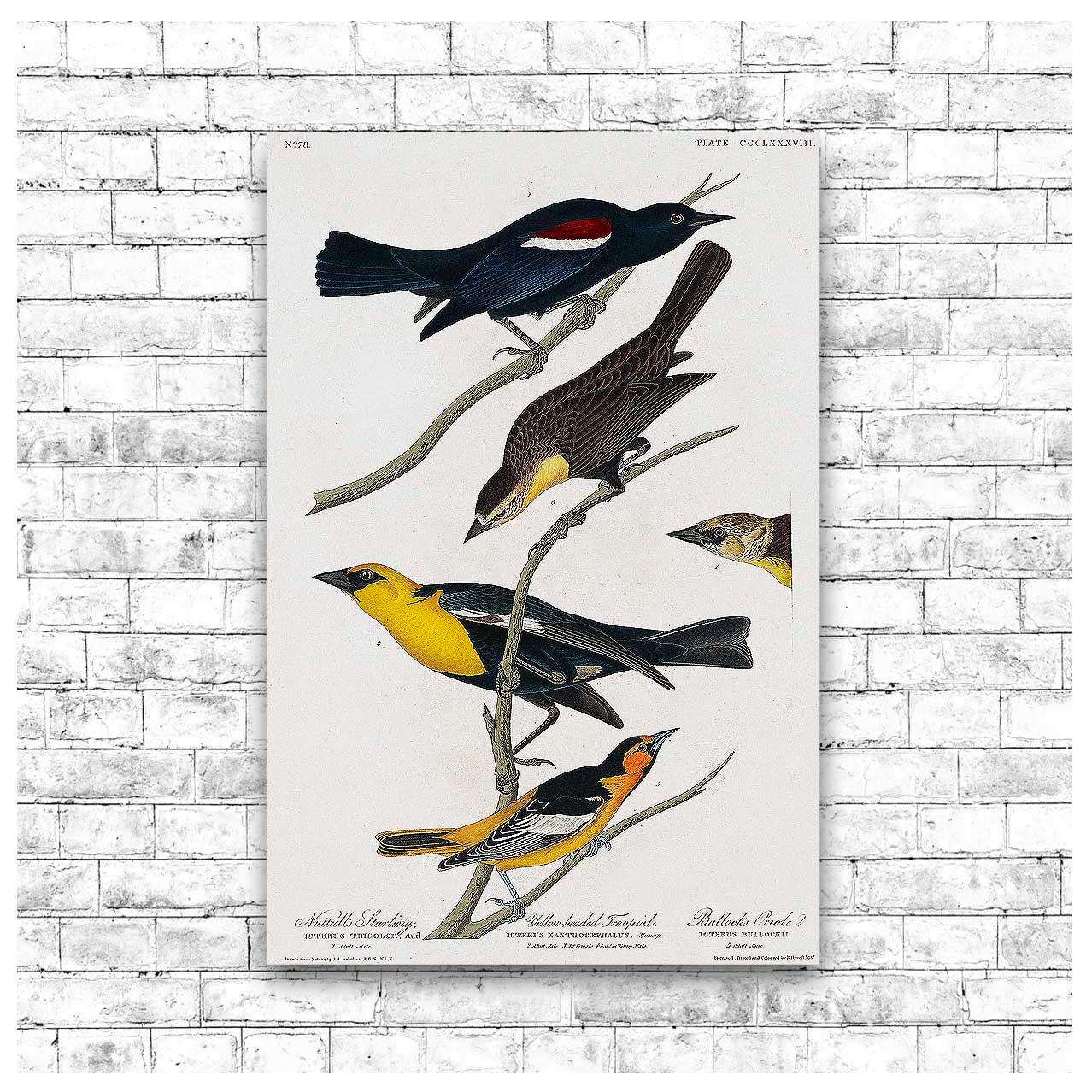 Nuttall's Starling More by John J. Audubon