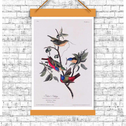 Painted Finch by John J. Audubon