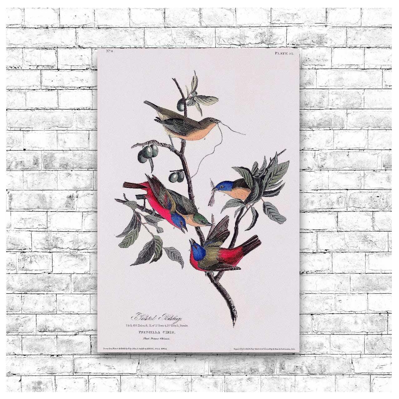 Painted Finch by John J. Audubon
